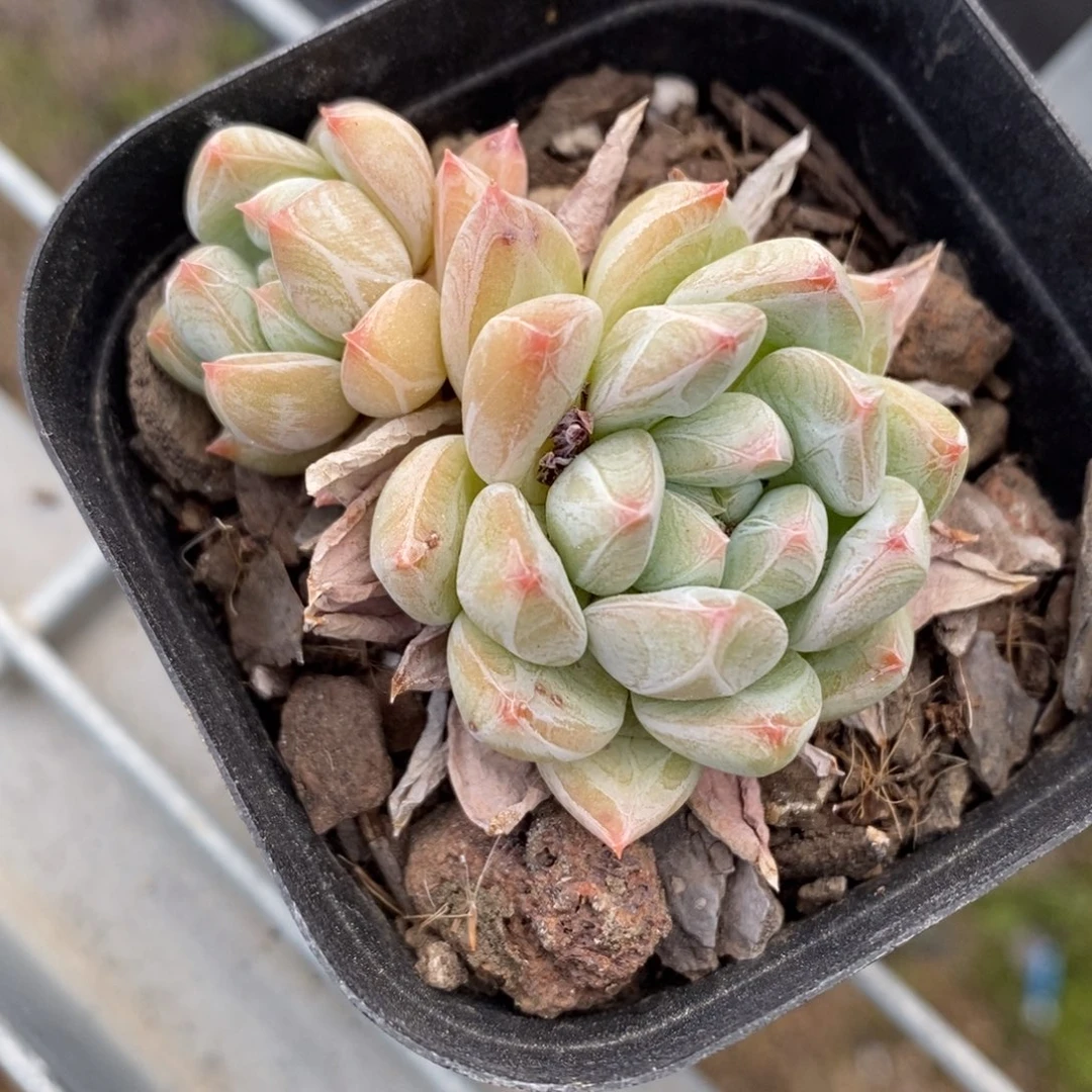 ****哥特三生三世十里桃花