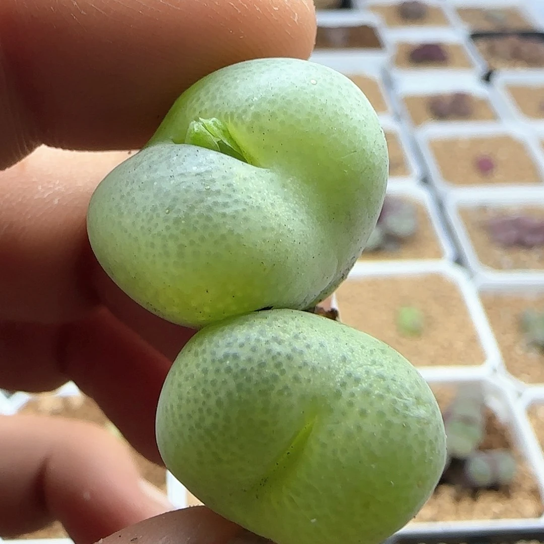 八***曼哈哈哈哈哈哈哈哈45722