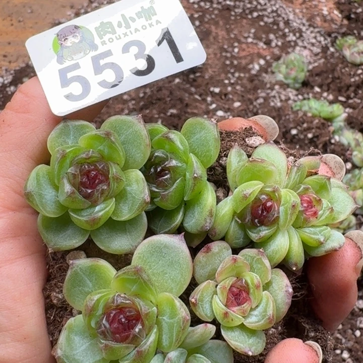 多肉植物多肉植物