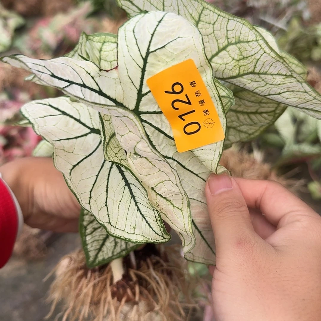 完全开放0126白色恋人裸球不售后