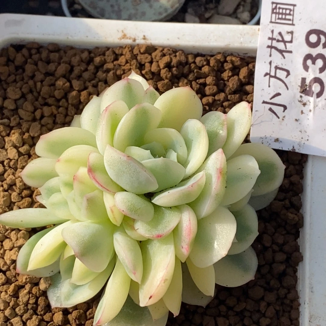 539草莓冰锦底座群生