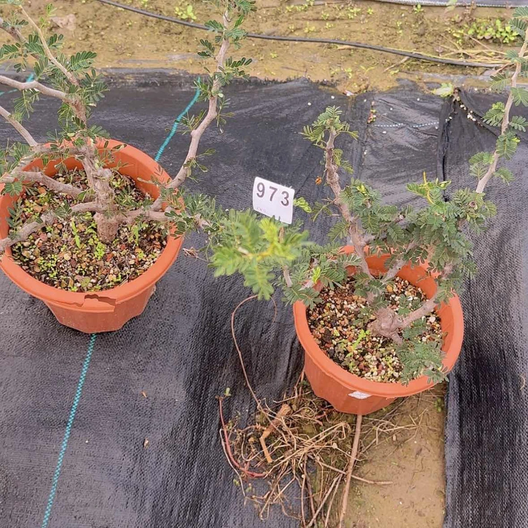 【闪购商品】凡*兔块根植物