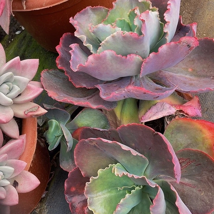 蓝色妖姬包菜特价22.8多肉