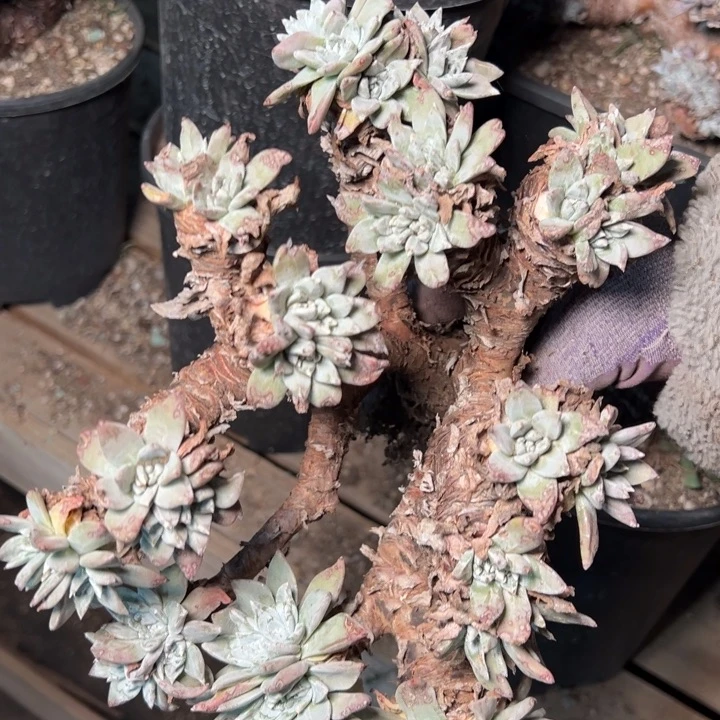 1621哈哈哈哈哈哈哈哈