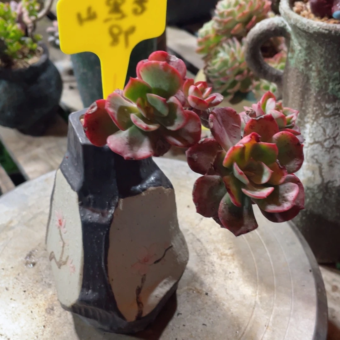 冰灿含盆发物流不售后到付