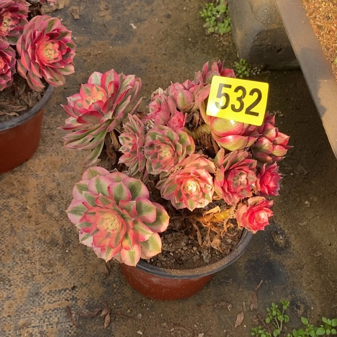 一***，青城多肉法师不周正532