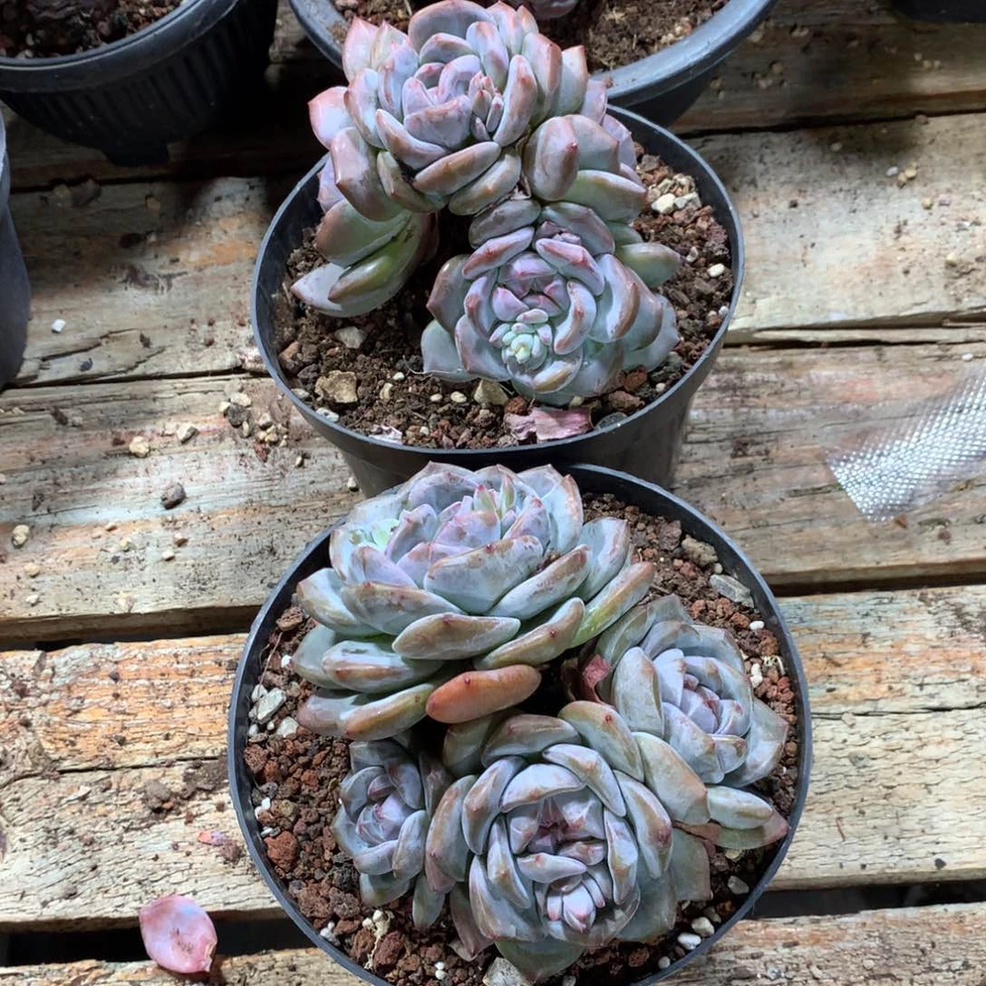 彼此珍惜哈哈哈哈哈哈哈