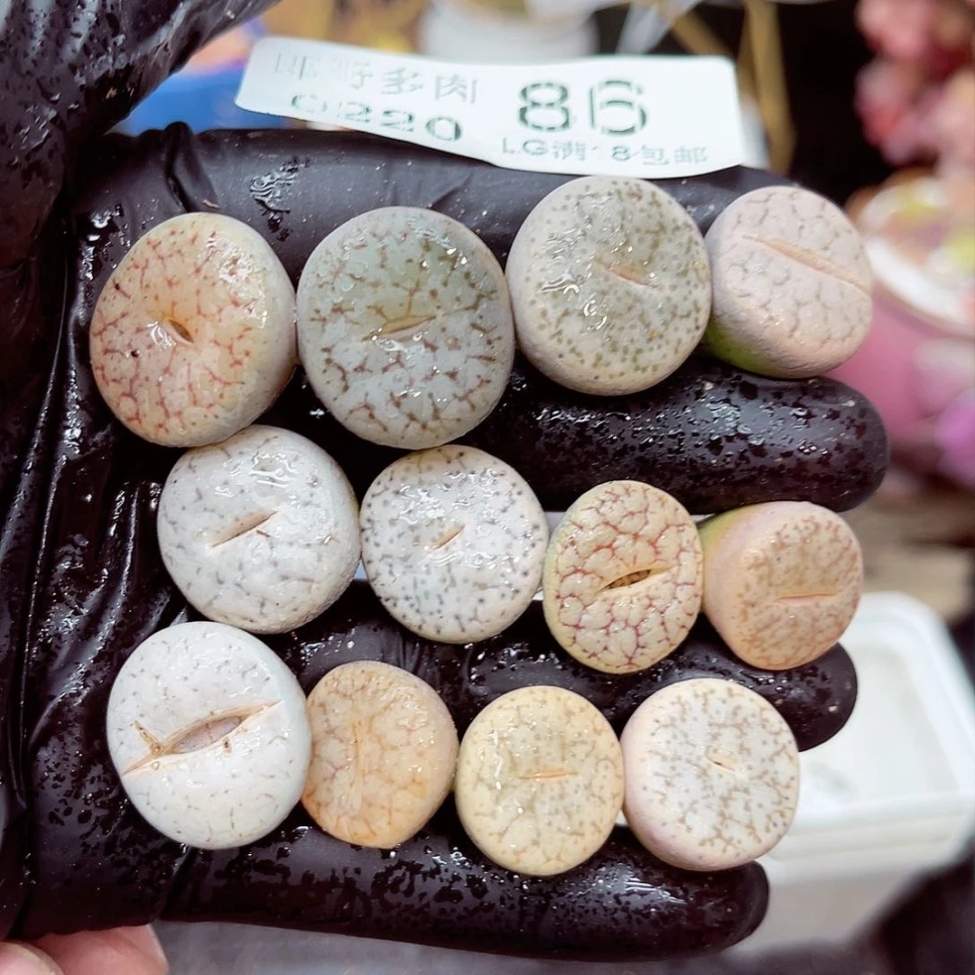 郎哥多肉生石花20-86