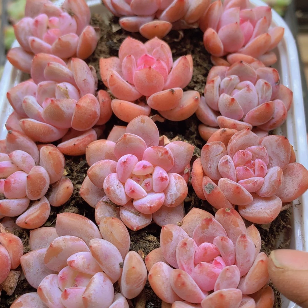 我也不知道怎么办啊你019