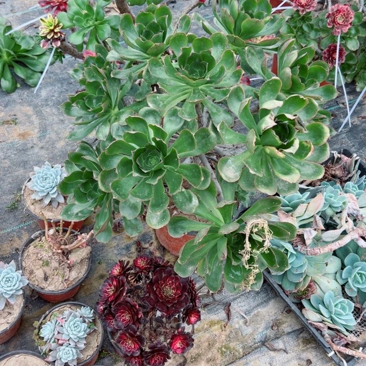 满28元包邮当天凑单多肉