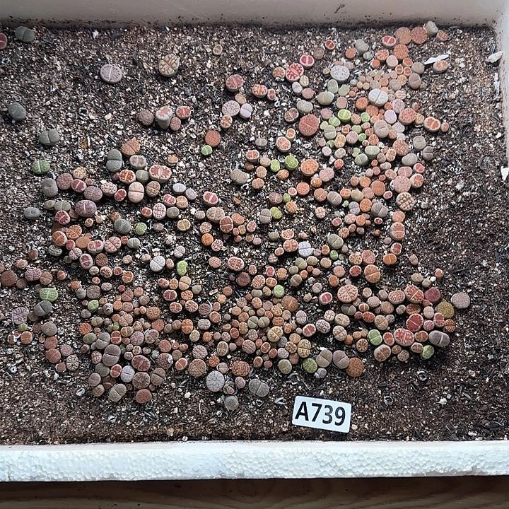 A739 生石花整箱脱土发货
