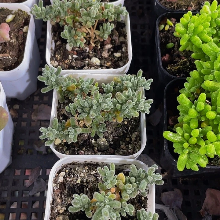 冰晶枝干到盆土发货