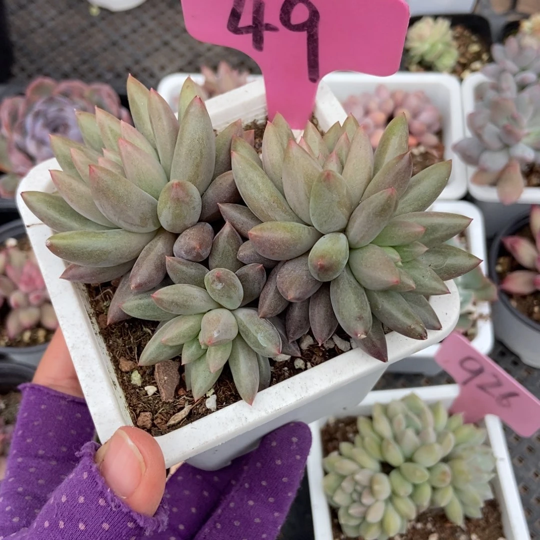 49车厘子多肉植物