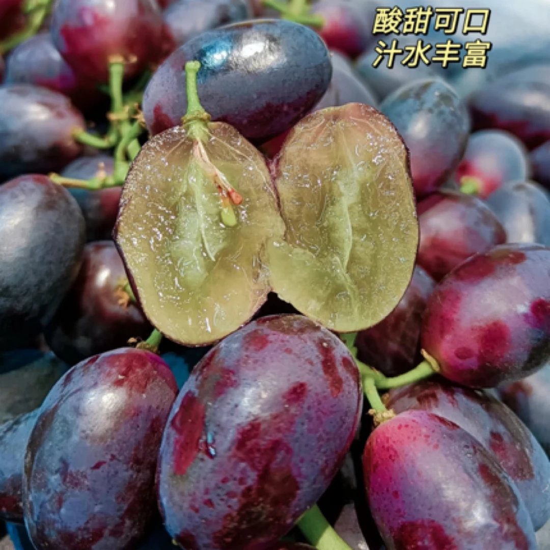 【生活馆】基地自产紫甜葡萄 酸甜无核 两斤装葡萄同城送河北省