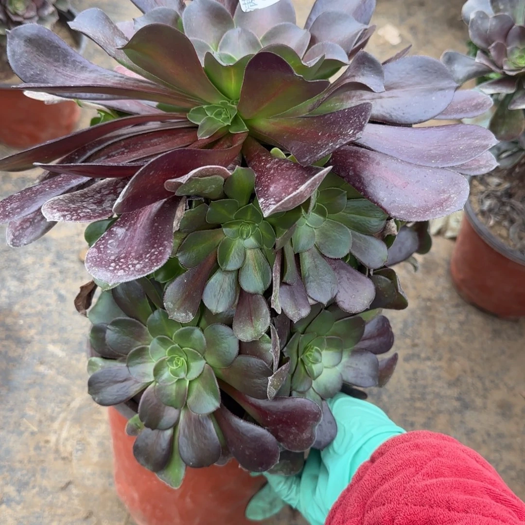 花纳变异280满20包邮断枝不包