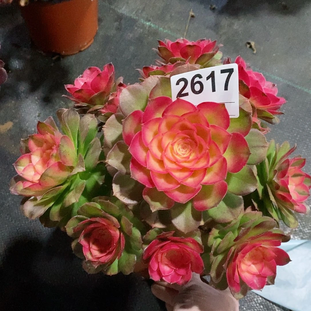 红陶2617荔枝冠18