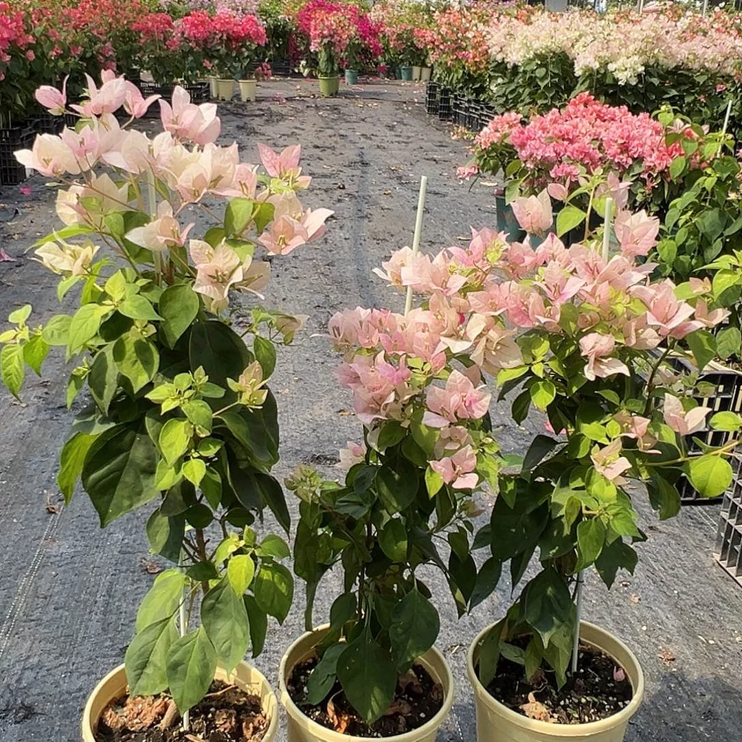 大部分花苞少量开放杂斑五宝带竹一颗