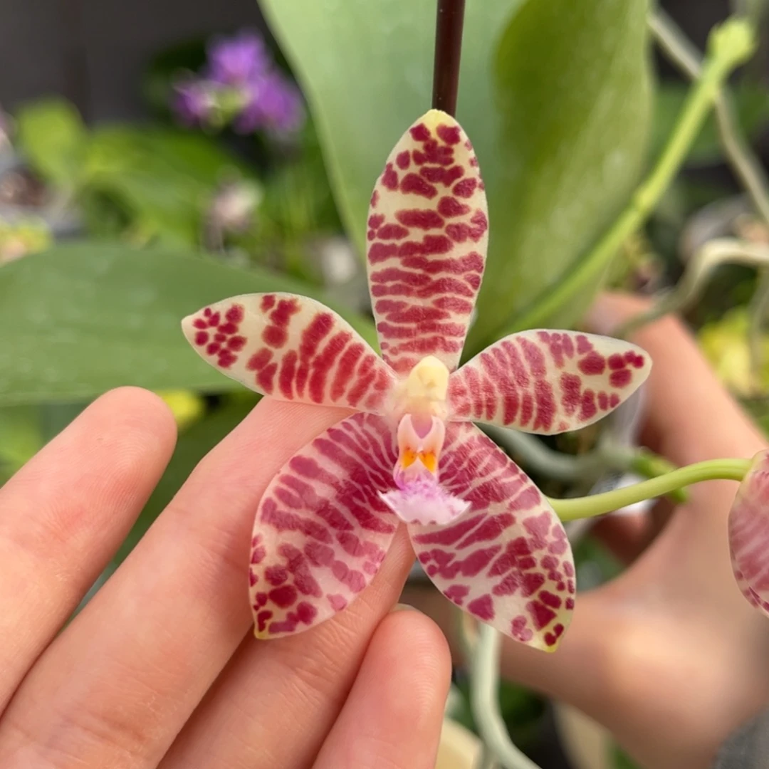 完全开放2.5寸小行星交象耳开花株