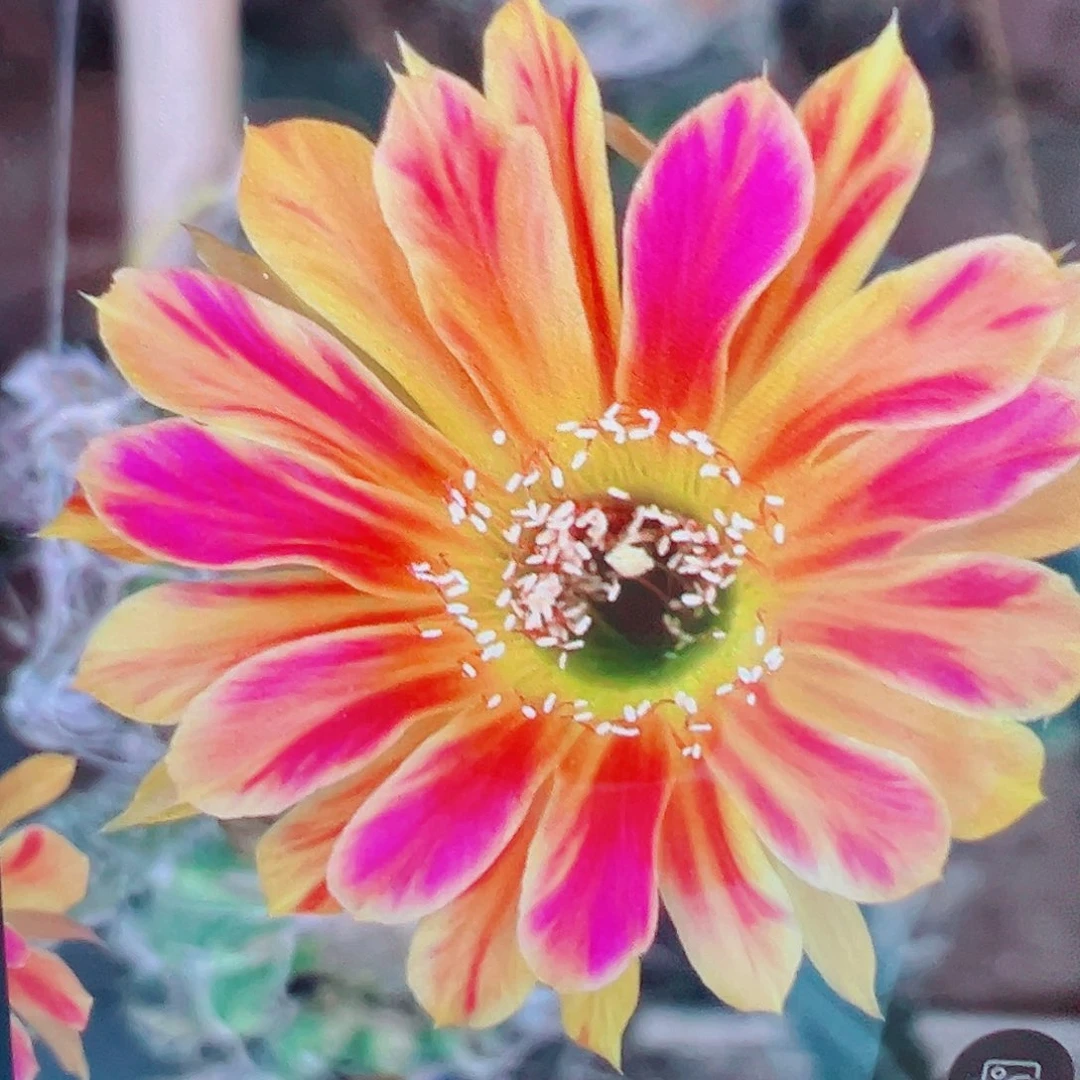 丽花 黄翅羽 侧芽 满20包邮