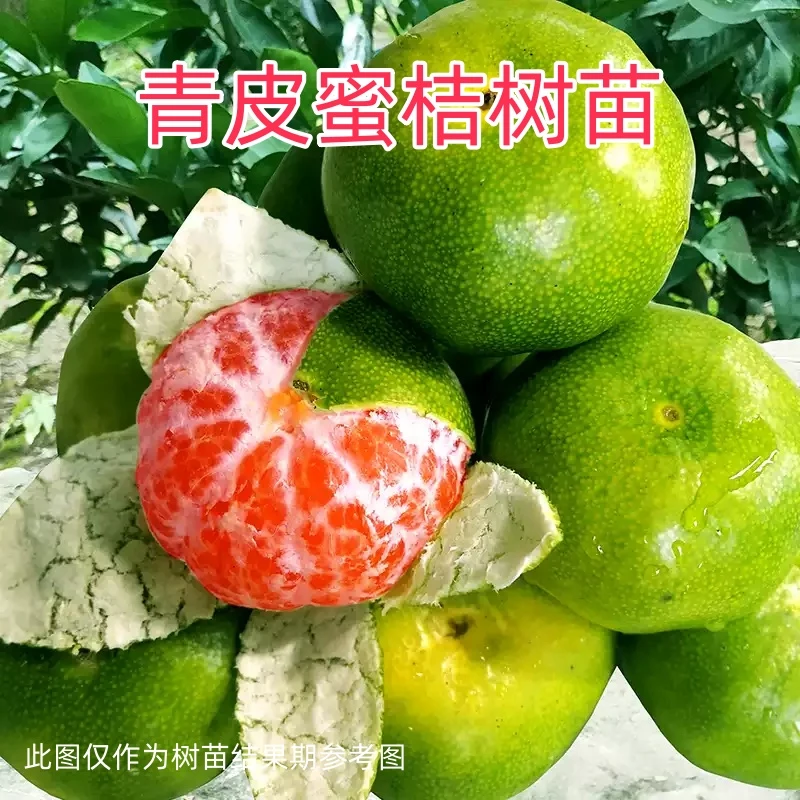青皮蜜桔柑嫁接橘树苗9月份成熟大果脆甜多汁丰产南北种植盆地栽