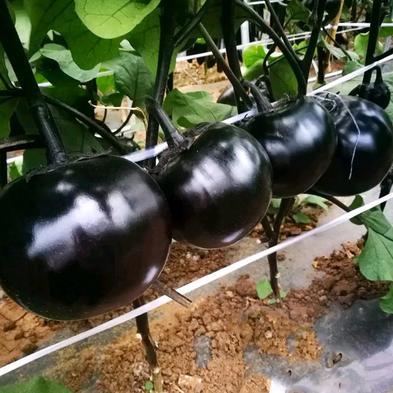 【全店满8包包邮】黑圆茄子种子黑霸圆茄种子圆茄种籽二苠茄种籽