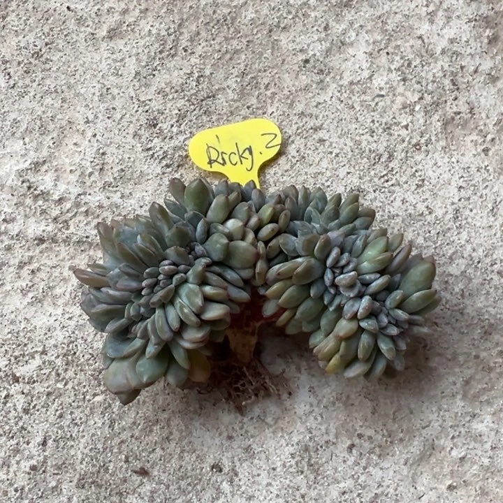 R****z突尼斯小树缀化可开40头