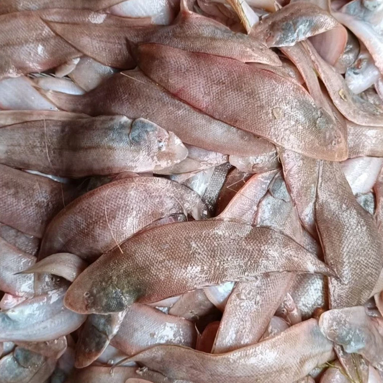 本地毛舌头鱼速冻发货