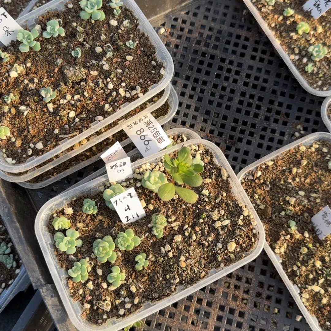 天***播866号五盒满25包邮