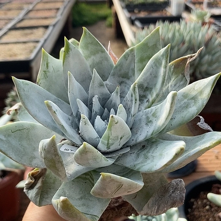 雪山多肉一物一拍1499