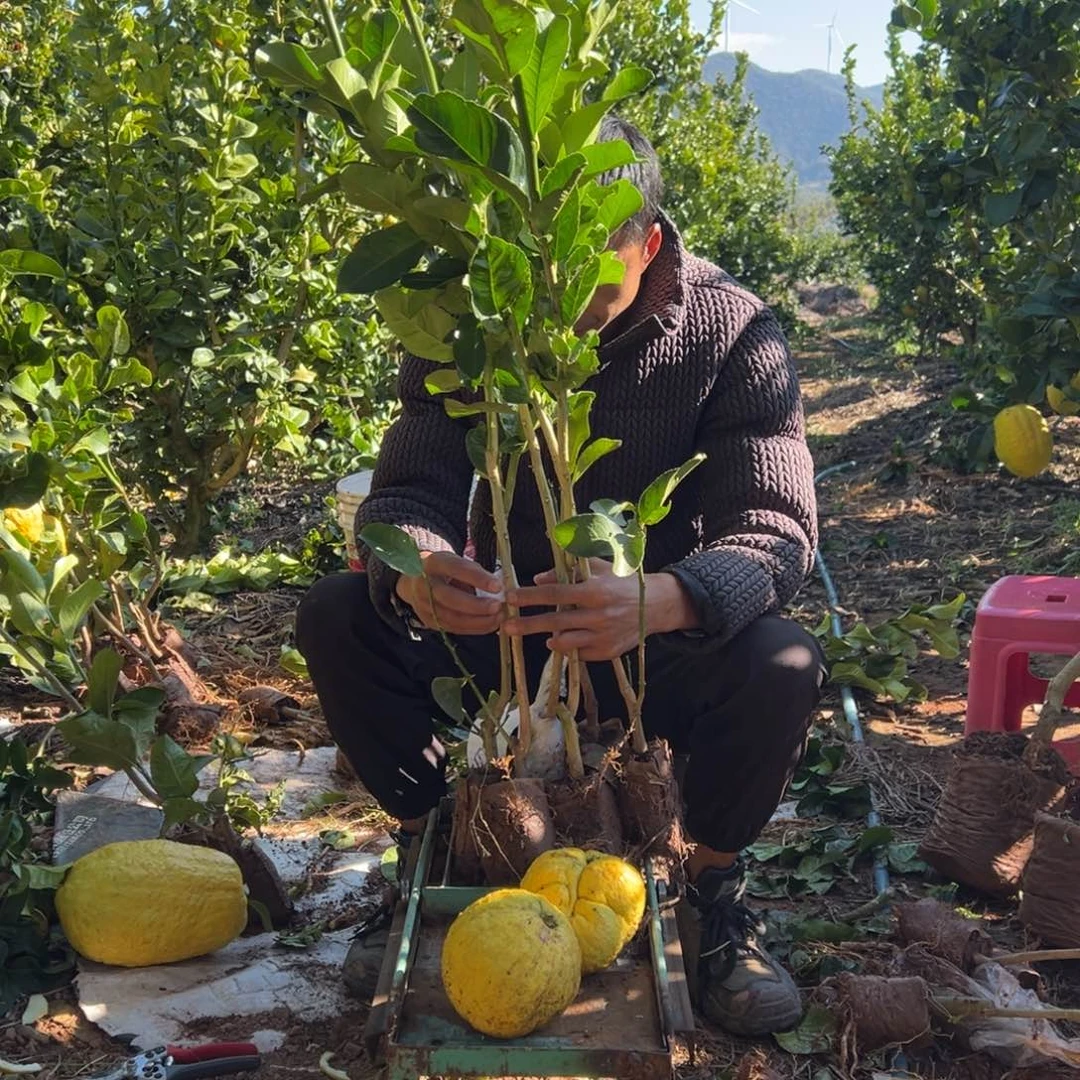 紫***9当前无花朵，栽培后可花朵6颗838.839.840.841.842.843