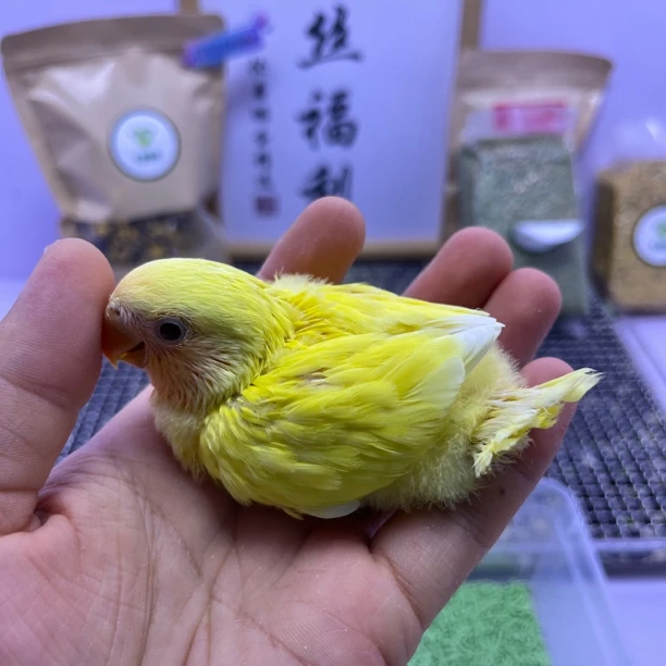 牡丹鹦鹉-精品黄金面公F60910