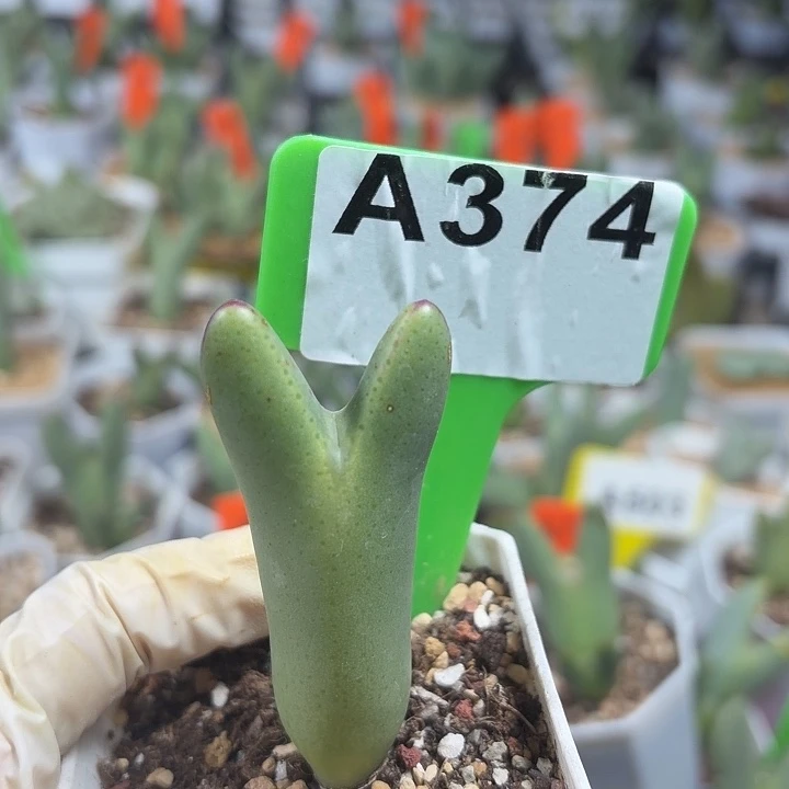 S***.374mmmmmmmkmmmmnmm