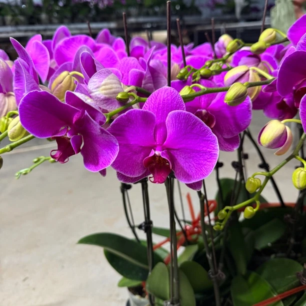 【恭喜发财】 蝴蝶兰 年宵花 3.0寸粉紫色大花 高端室内盆栽 易养护