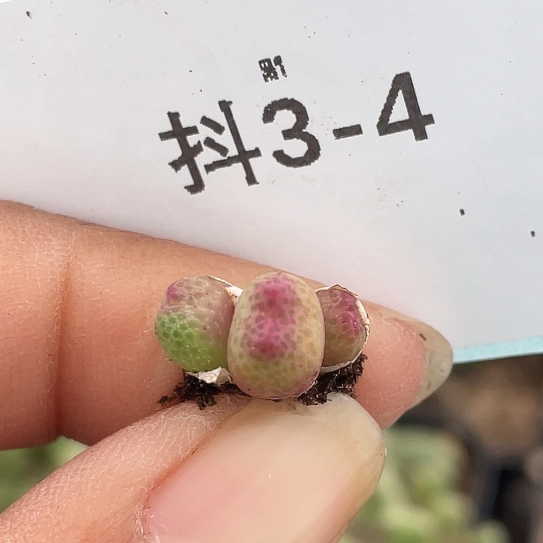 3-4草莓斑马肉锥多肉