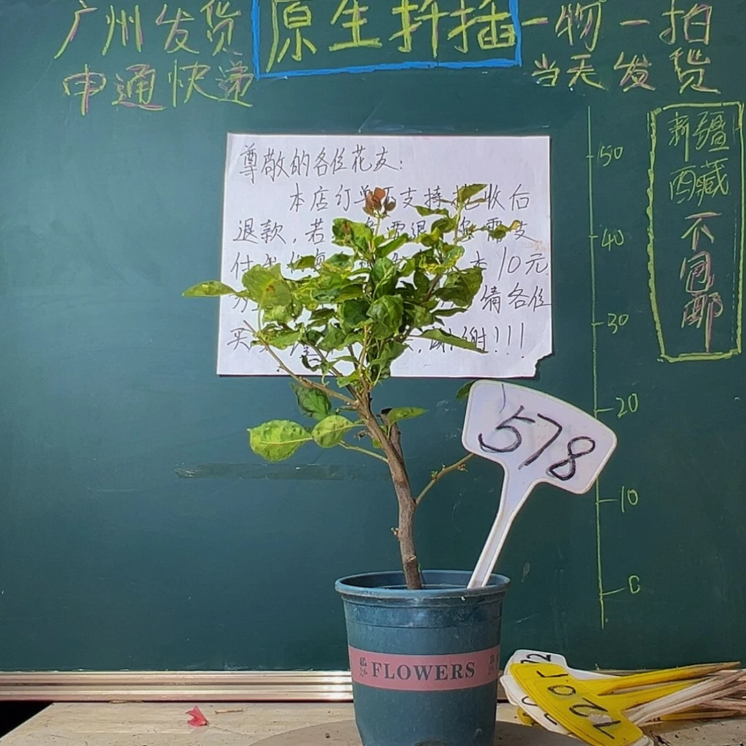 当前无花栽培后可以开花香港丽人578