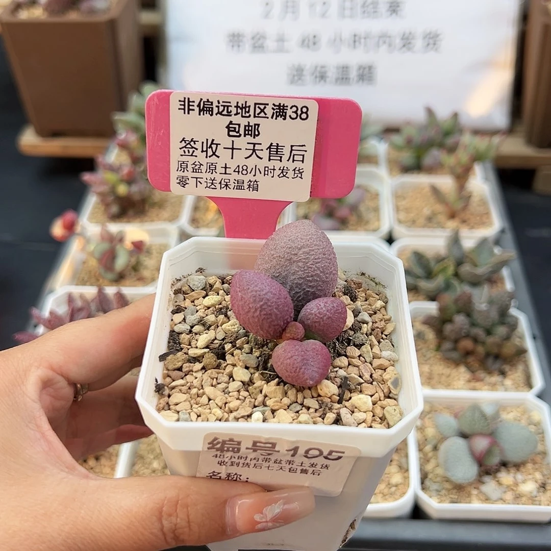 195少女心多肉植物