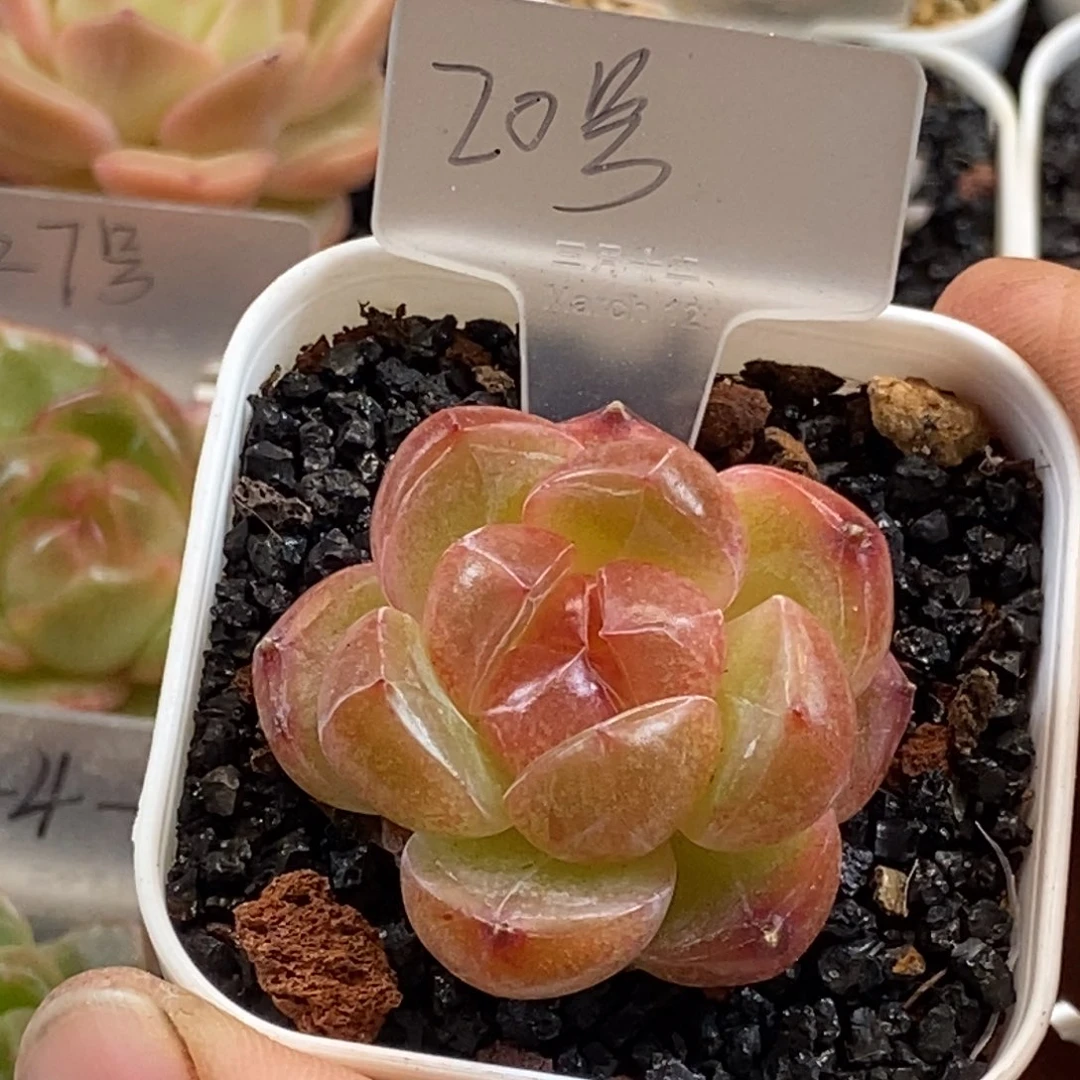 天官赐福百无禁忌