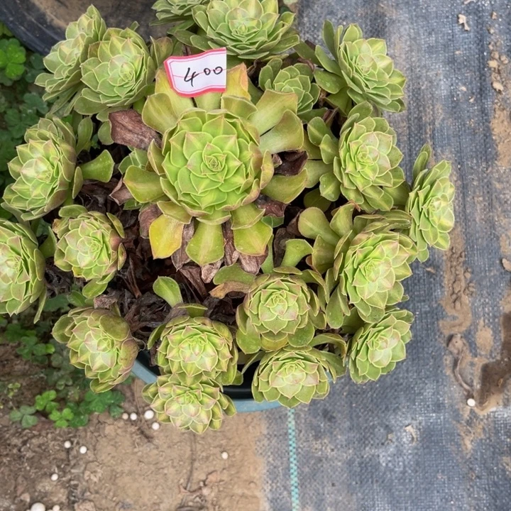 400多肉植物法师老庄