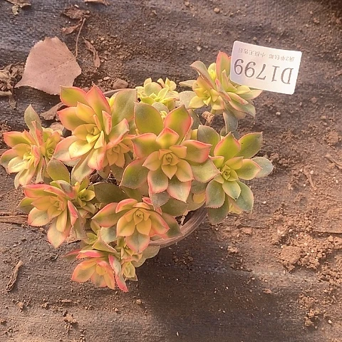 1799艳日辉多肉有砍处理