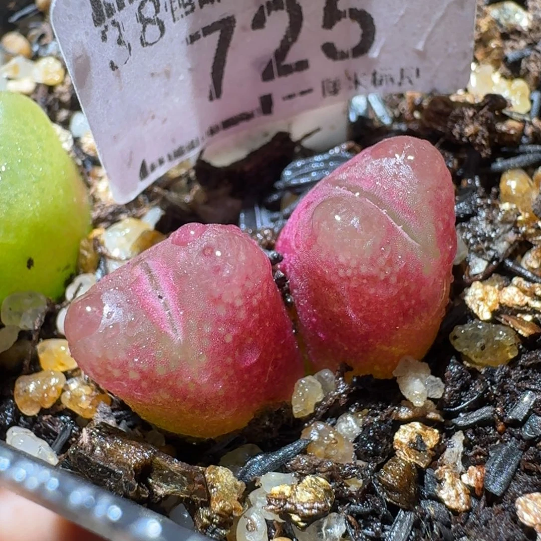 Sss精品生石花 725