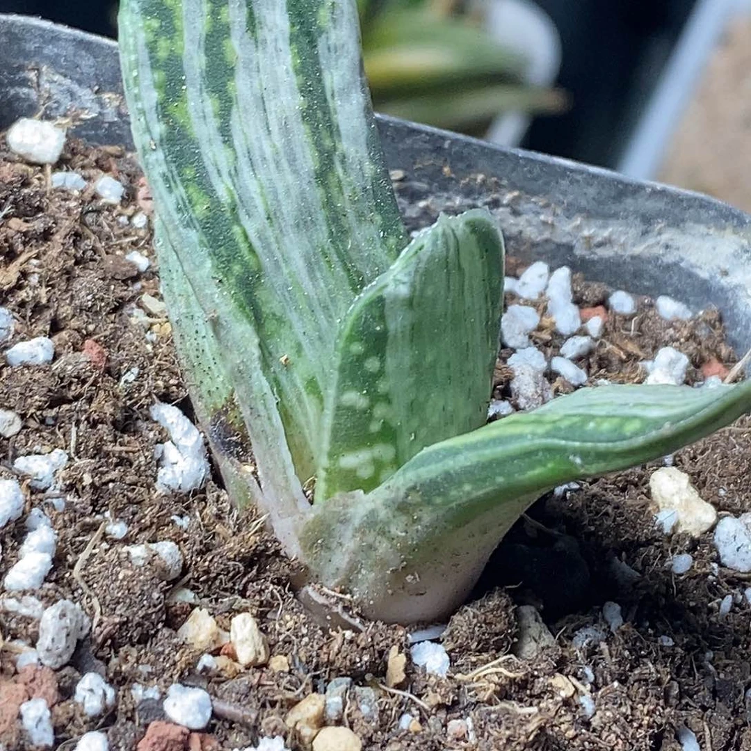 不带盆脱土裸根发货（侧芽无根）