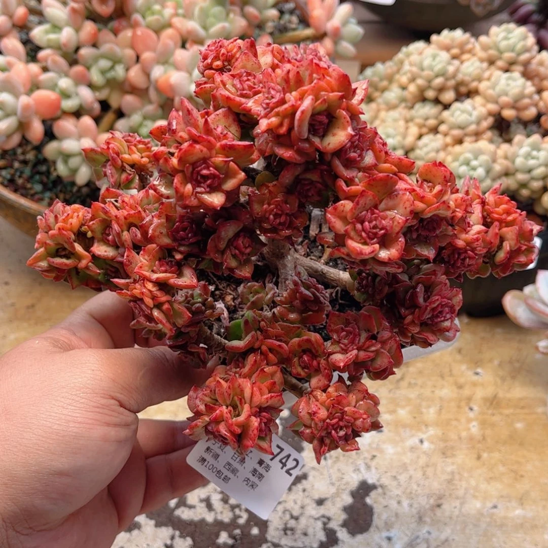 742腊牡丹德华多肉