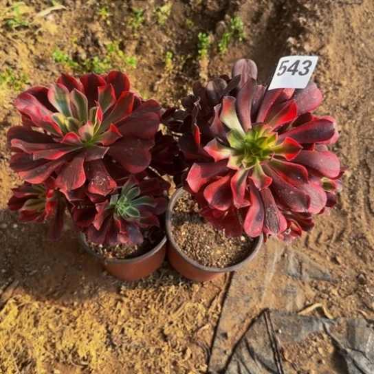 小***子美杜莎2棵3号棚543