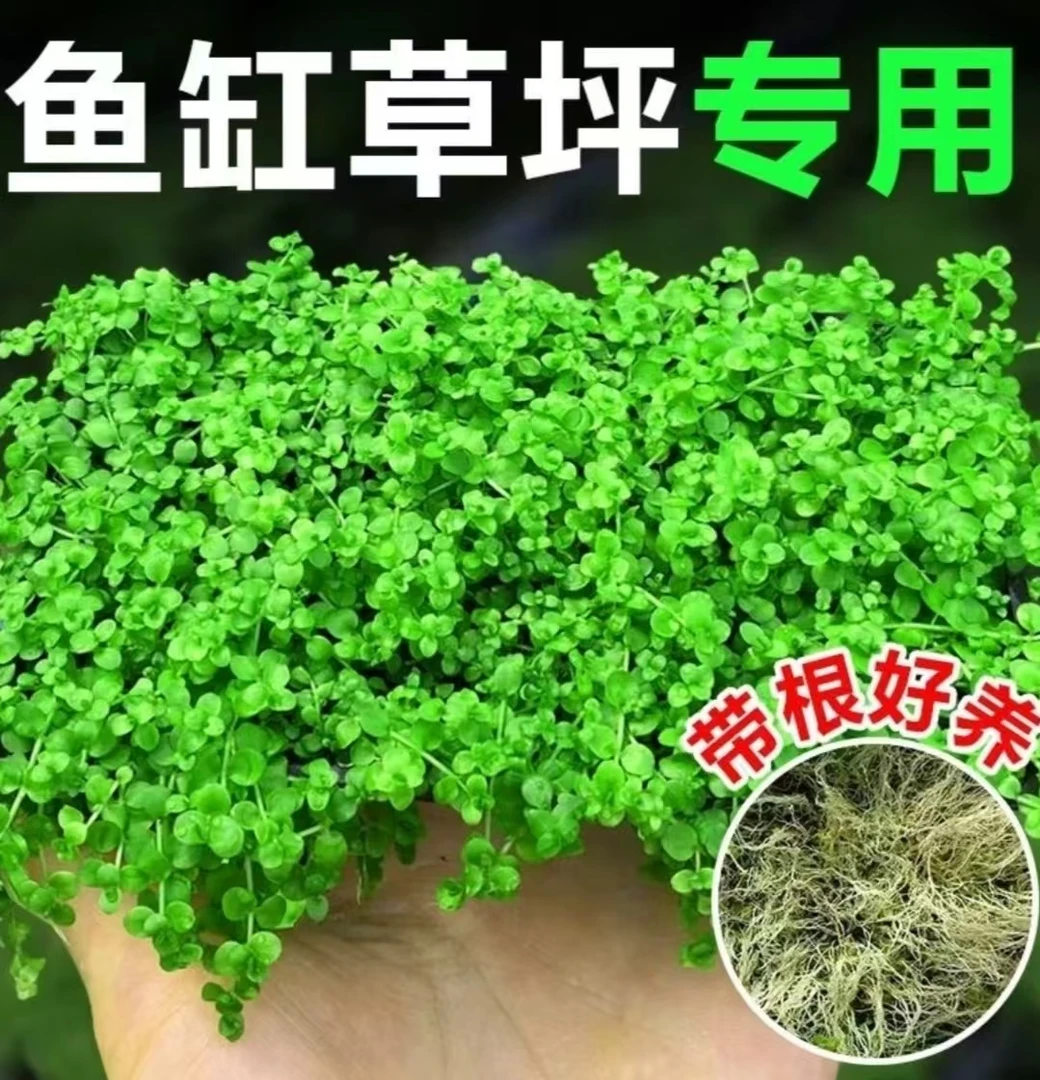 【矮珍珠】矮珍珠坨草 新手懒人前景阴性水培植物新手懒人带泥坨