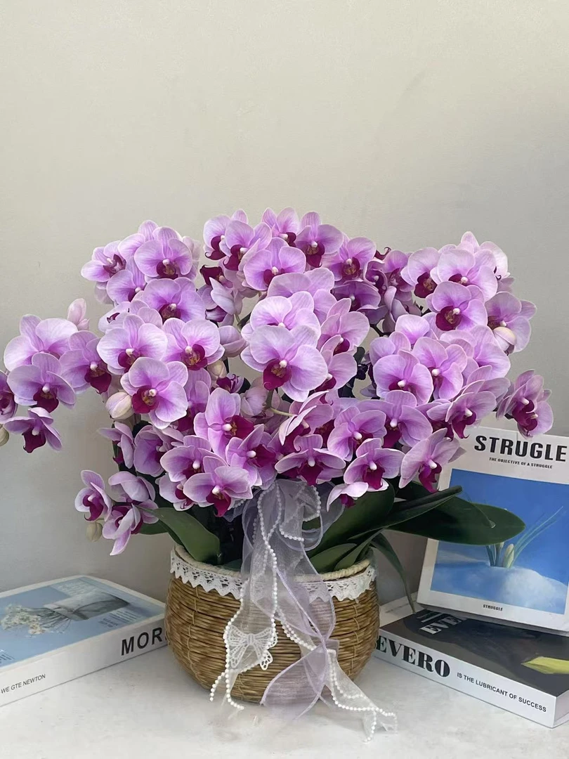 蝴蝶兰选美NO.2 【宝贝】真花 秋冬耐寒花卉 四季开花 多样性发货