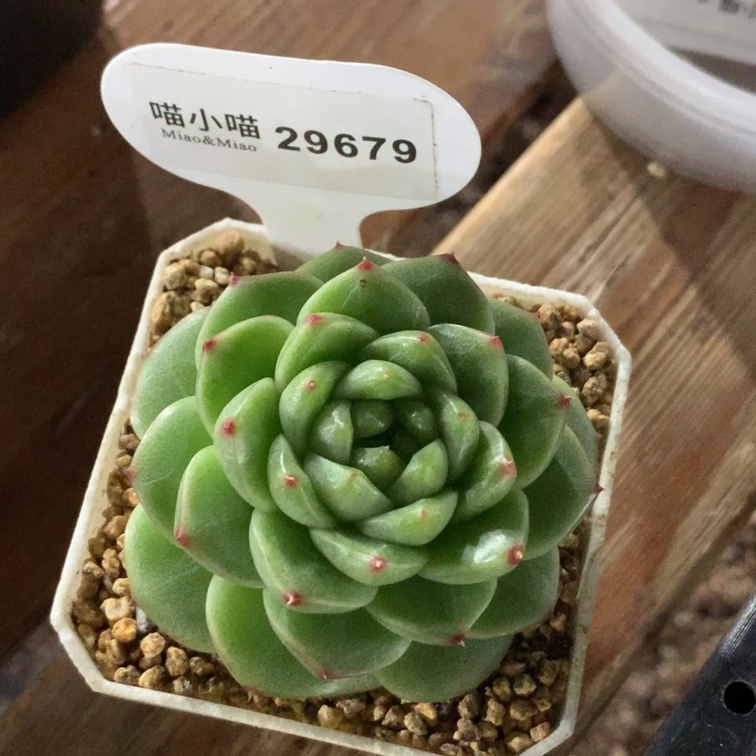 N***e多肉植物杂交珍妮