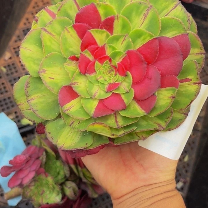 多肉植物知否1156