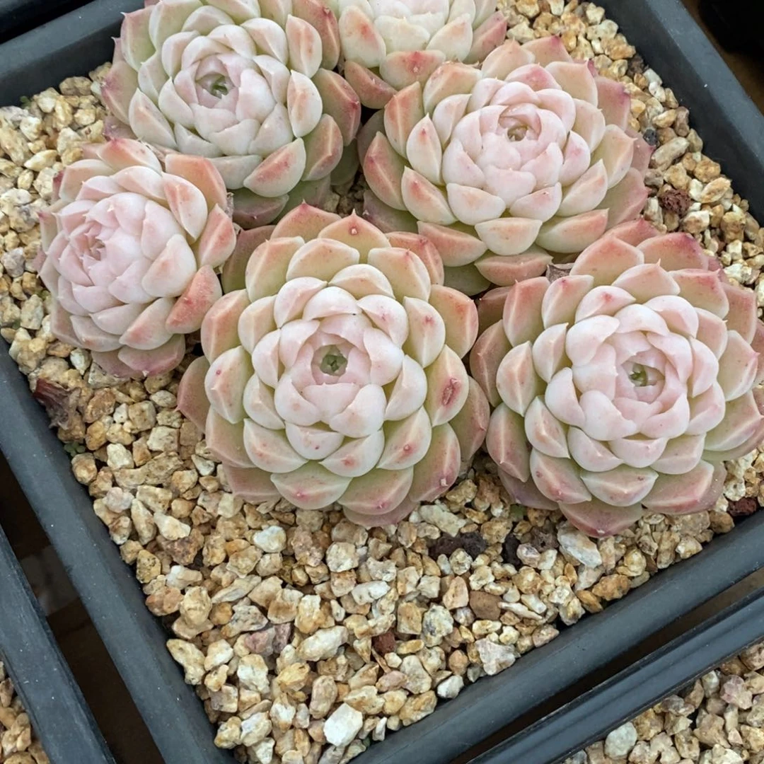 沐云老桩母本大群好看