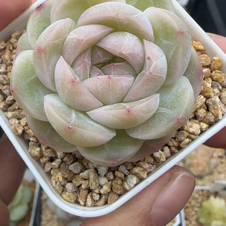 327号mn晗雨多肉植物