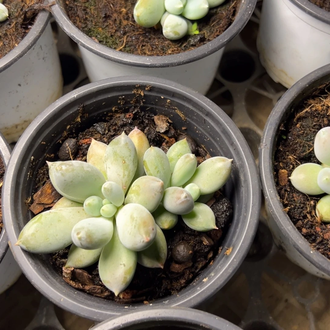 双头海豚体哥特多肉植物29.8